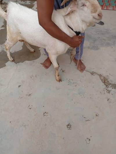 gulabi Nigerian tedda or gulabi bakri