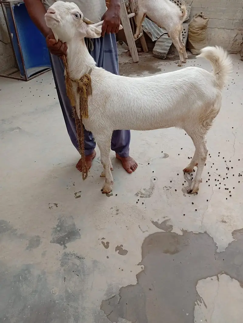 gulabi Nigerian tedda or gulabi bakri — photo 4