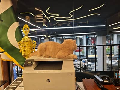 Male persion cat