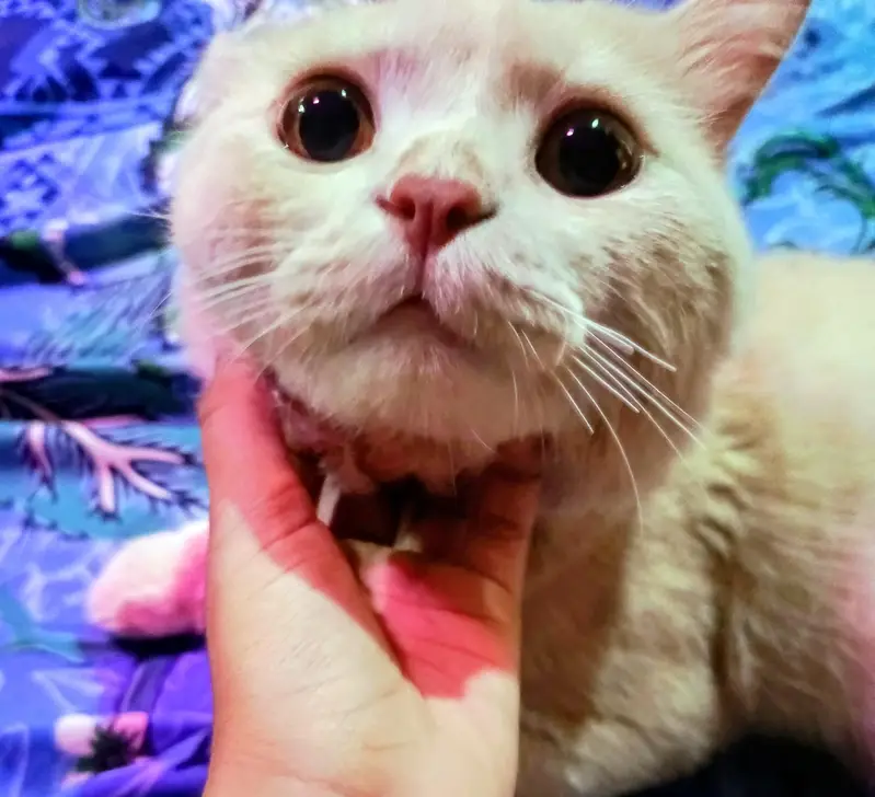 Male persion cat — photo 2