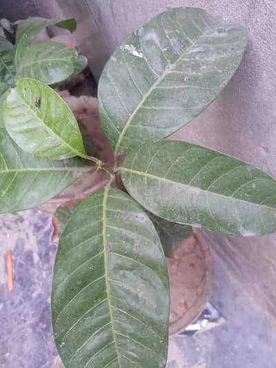 mango plant