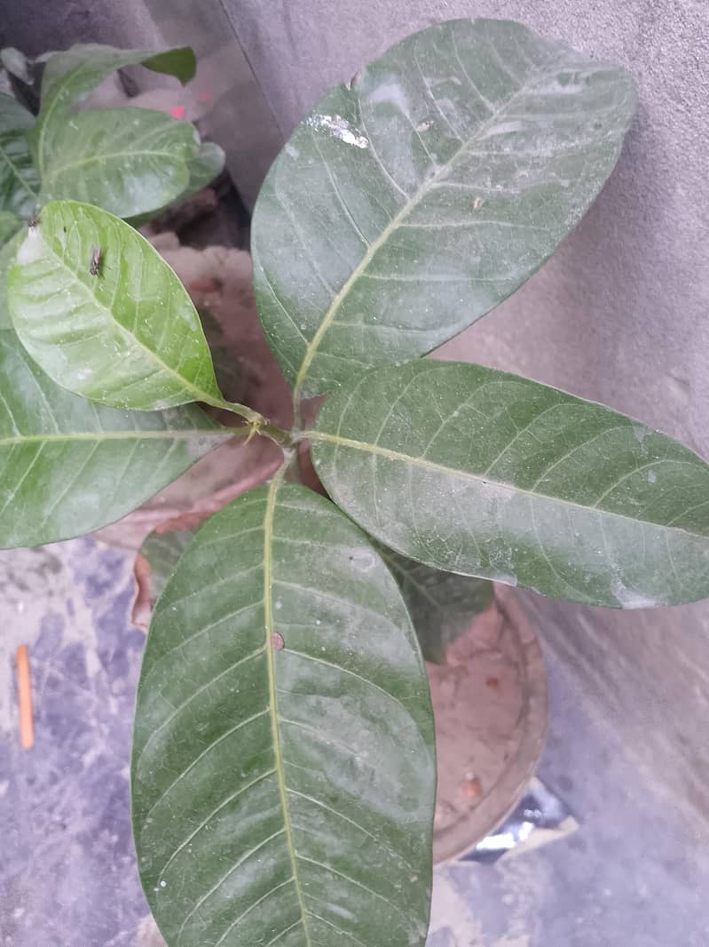 mango plant 0