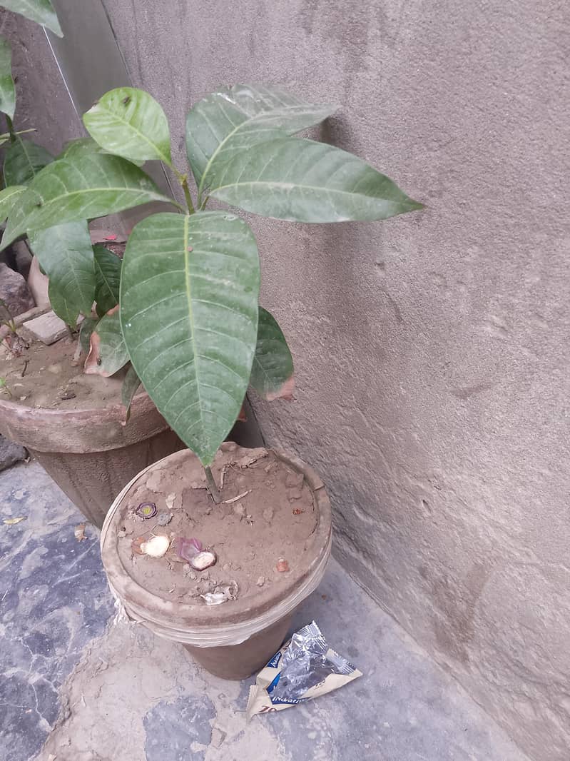 mango plant 1