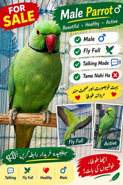 Parrot fir Sale