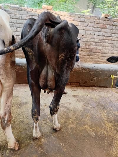 fresion cow