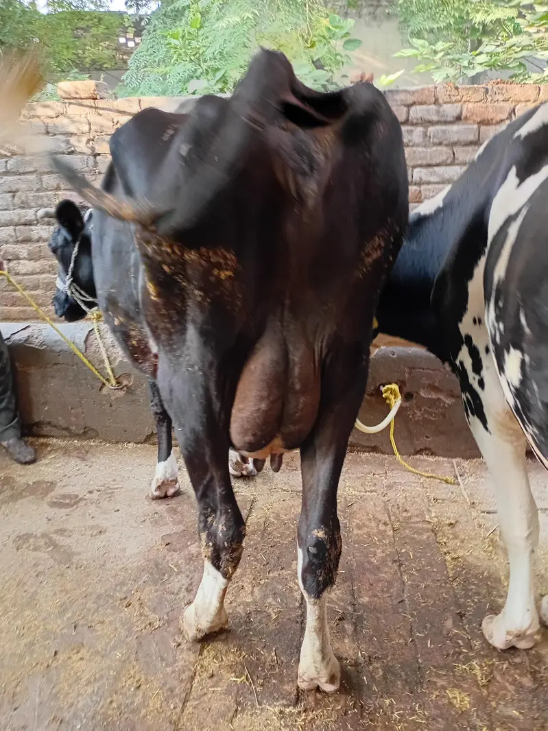 fresion cow — photo 2