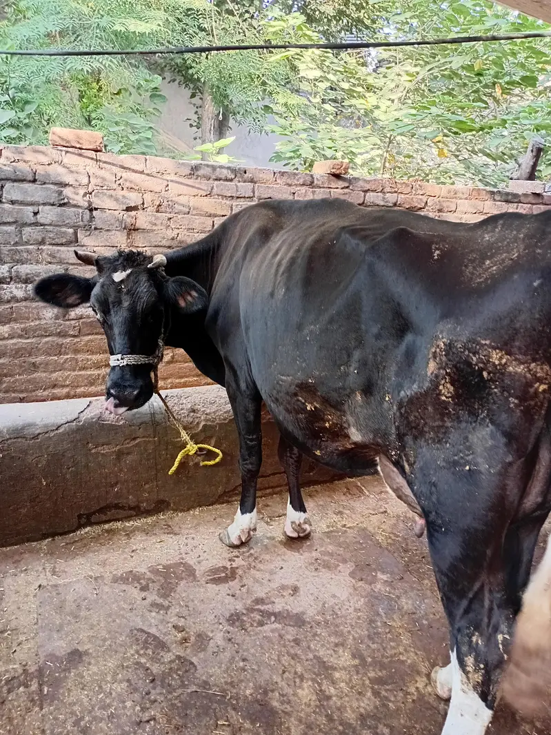 fresion cow — photo 3
