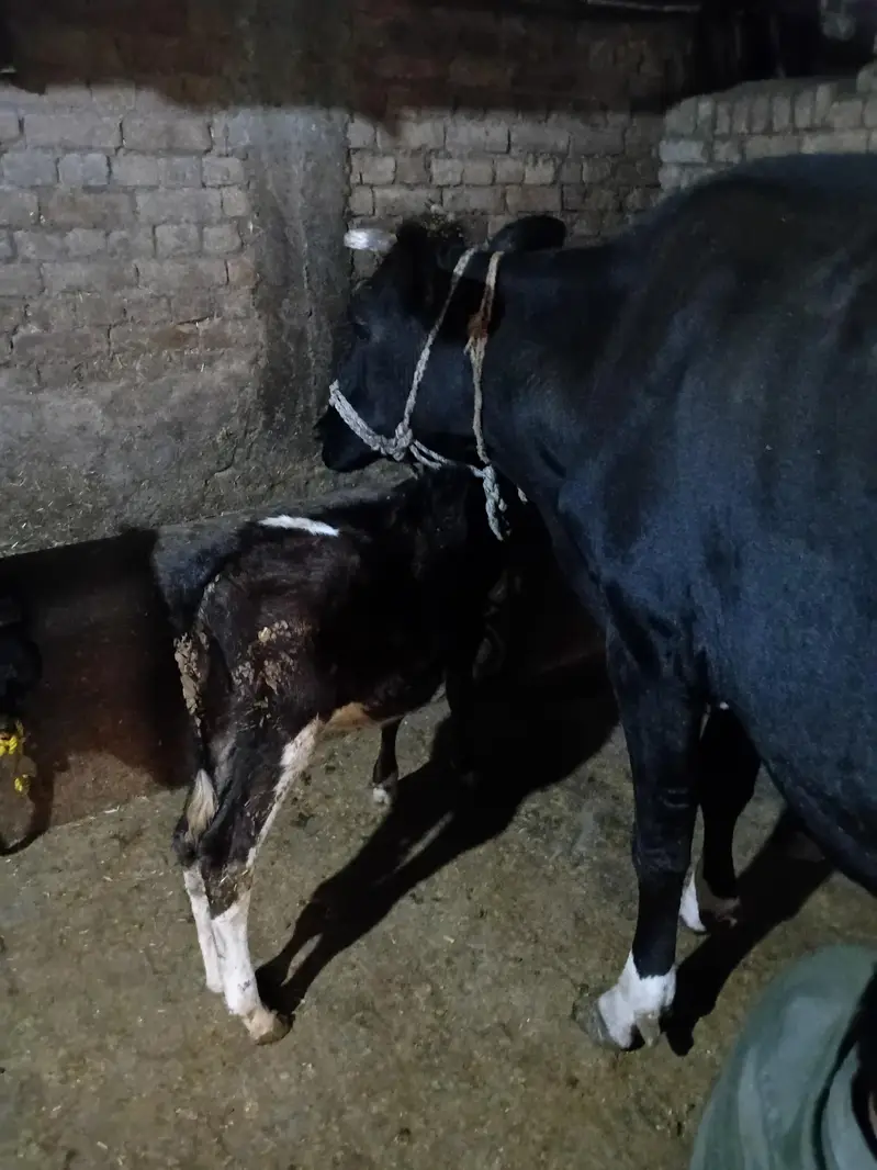 fresion cow — photo 4