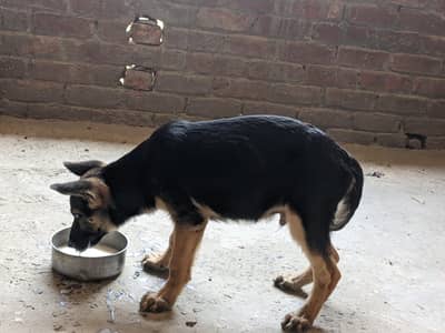 German shepherd