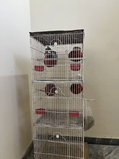 Budgies with cage and dollian for sale