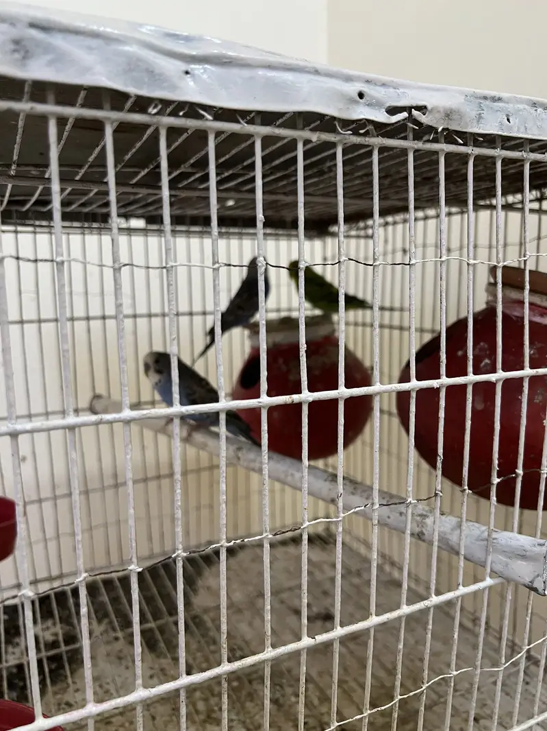 Budgies with cage and dollian for sale — photo 5