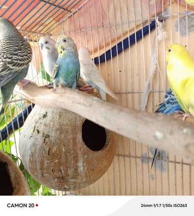 breeder pair all ok 7 pairs 03220066361