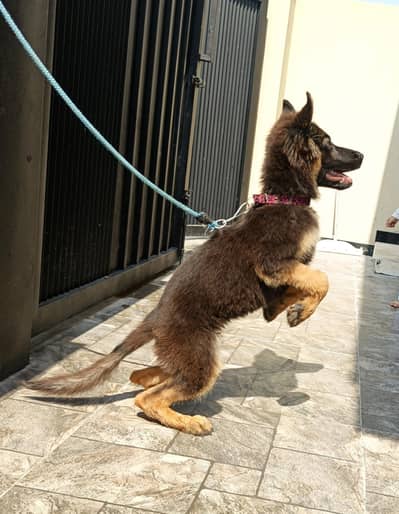 german Shepherd 4 months female