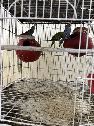3 budgies with cage and 4 dollian for sale