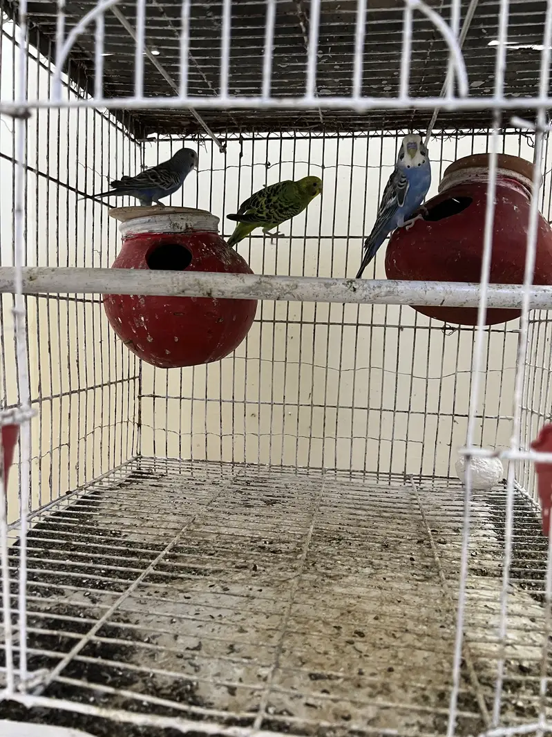 3 budgies with cage and 4 dollian for sale — photo 2