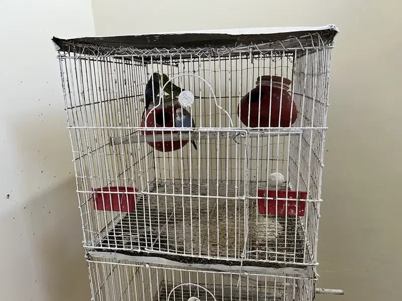 3 budgies with cage and 4 dollian for sale — photo 5