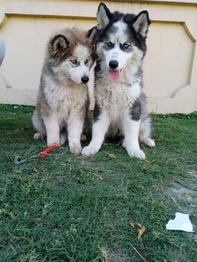 Siberian husky puppies
