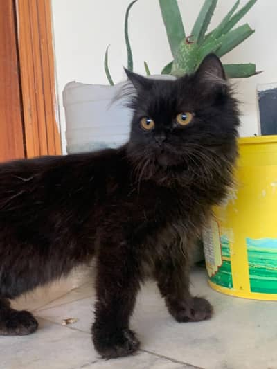 Persian Cat / kittens male / female