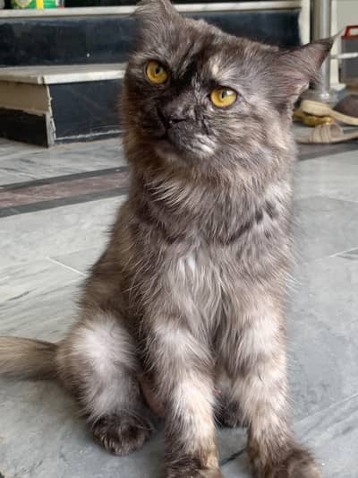 Persian Cat / kittens breeder female