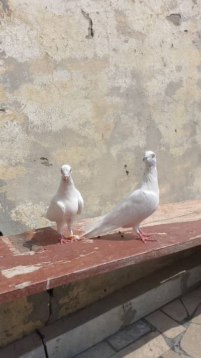 pigions for sale