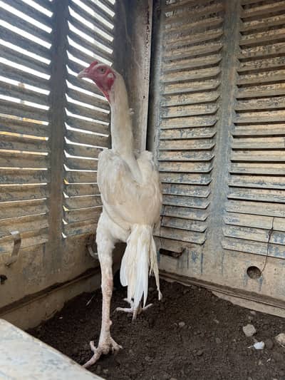 Hera aseel male paper white male 9 month female 2years