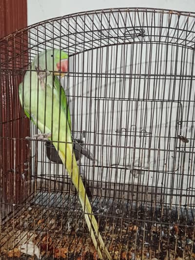 taim Rawa parrot
