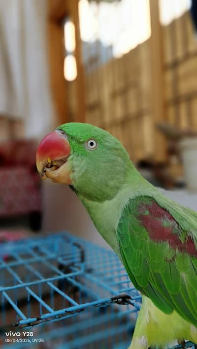 Raw parrot