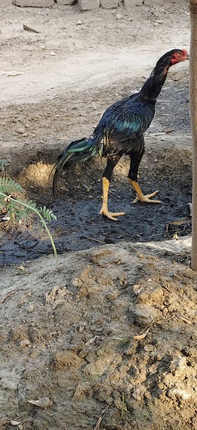 Muskan lassani Thai and jageery cross breed