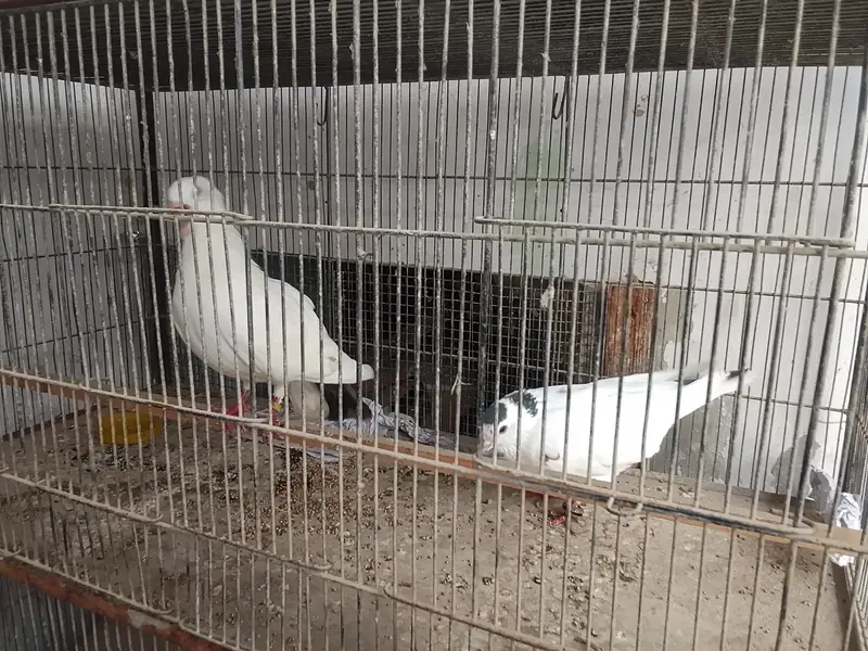 cage for sale 4 portion — photo 4