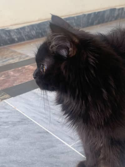 Cat Persian kitten male / female
