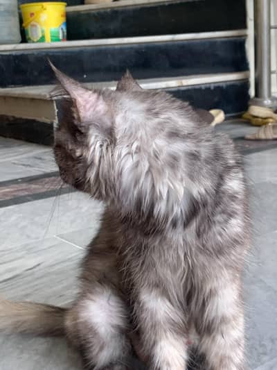 Cat Persian kitten female