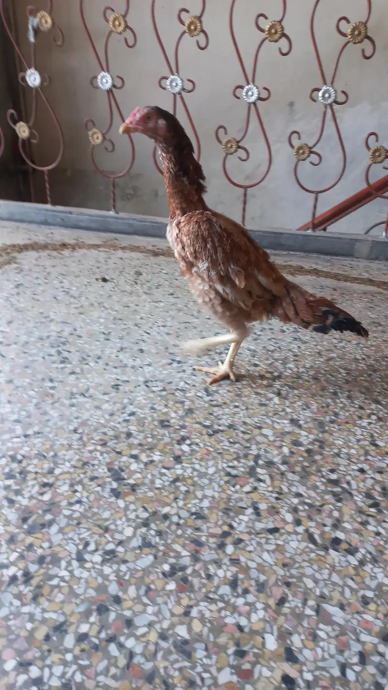 aseel murgi — photo 4