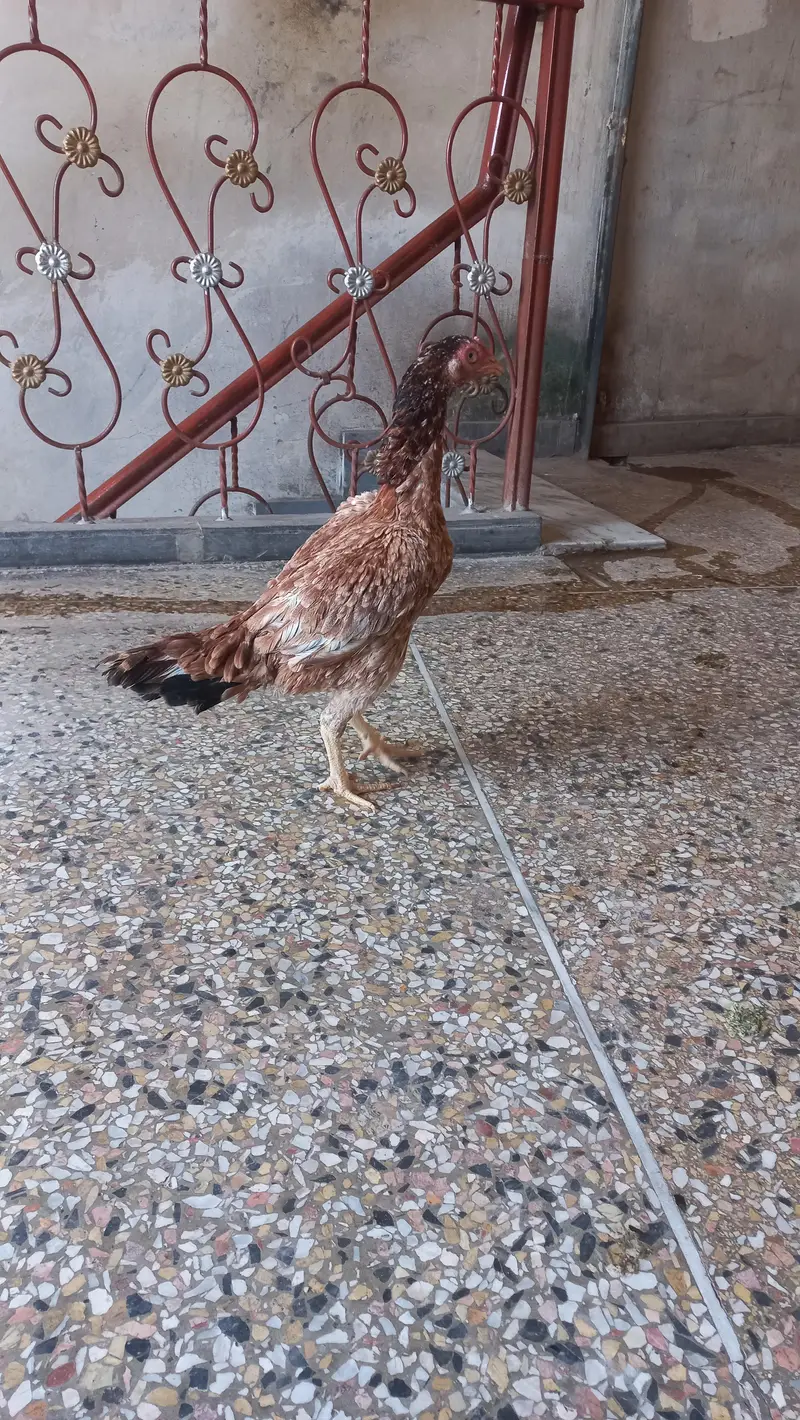 aseel murgi — photo 5