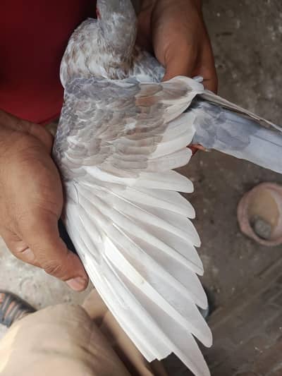 Saleti female for sale