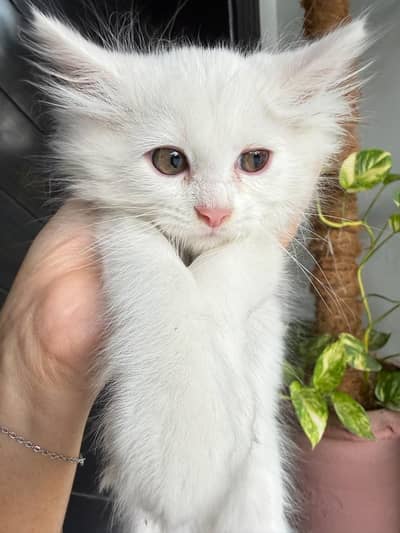 Persian kitten 2 months old male/female