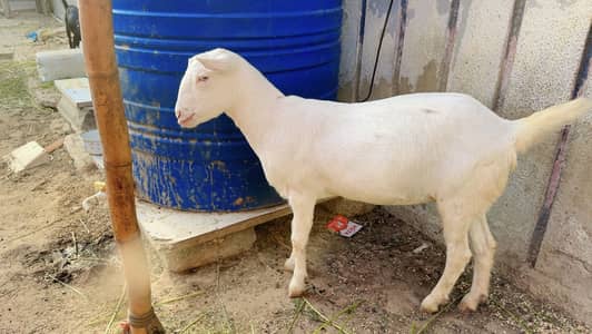 1.5 month Gabban ,2 dant white eyes Gulabi Teddy female