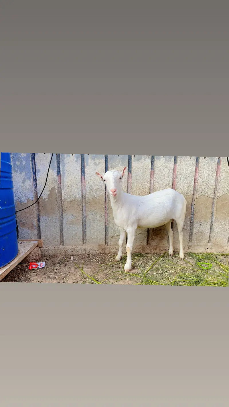 1.5 month Gabban ,2 dant white eyes Gulabi Teddy female — photo 2