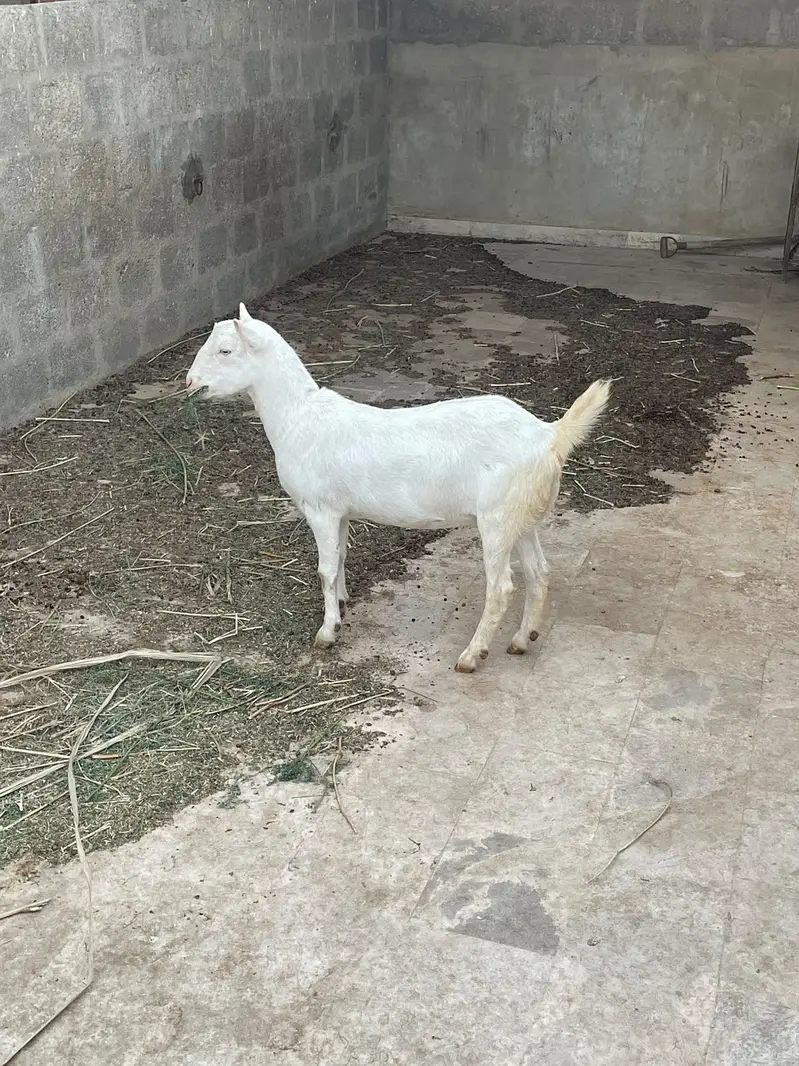 1.5 month Gabban ,2 dant white eyes Gulabi Teddy female — photo 3