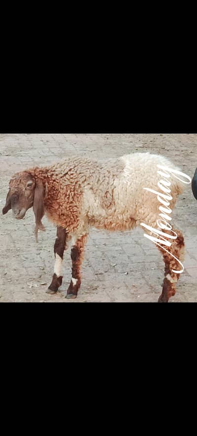 Pure Desi Sheep