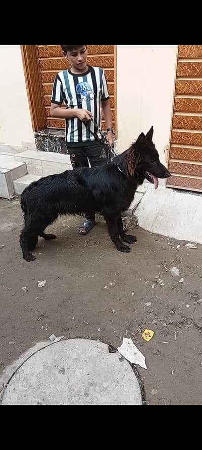 long coat black German Shepherd male for sale