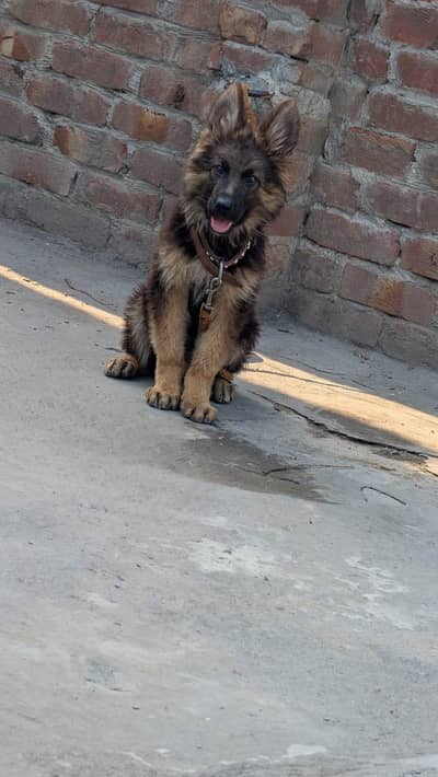 long coat German shepherd