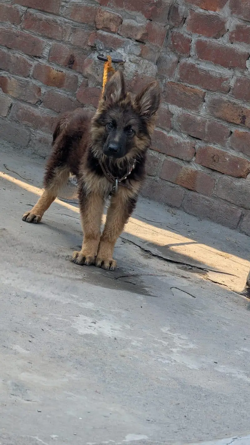 German Shepherd Puppies | GSD | Double , Long Coat |black mask Puppie — photo 2