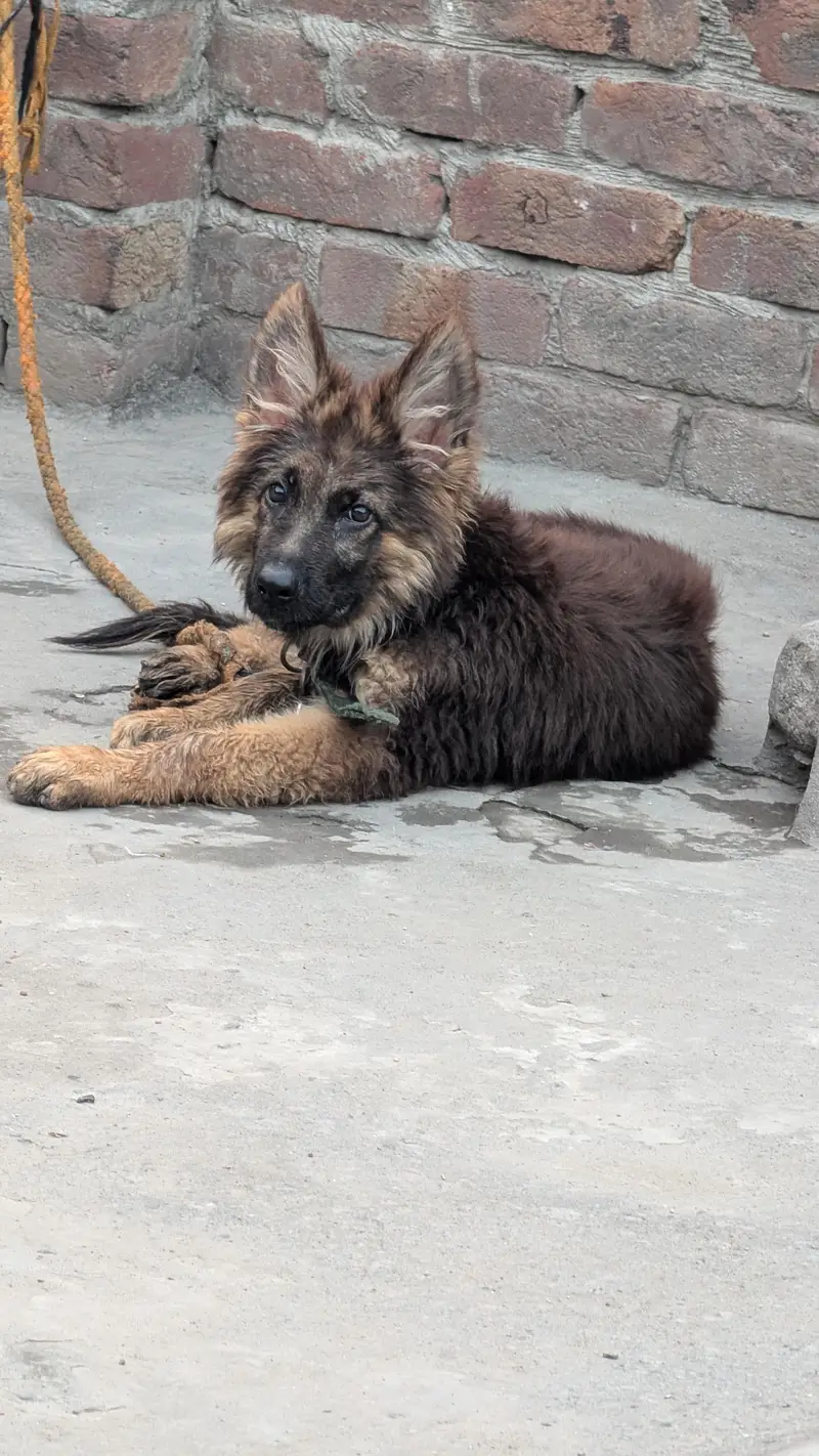 German Shepherd Puppies | GSD | Double , Long Coat |black mask Puppie — photo 3
