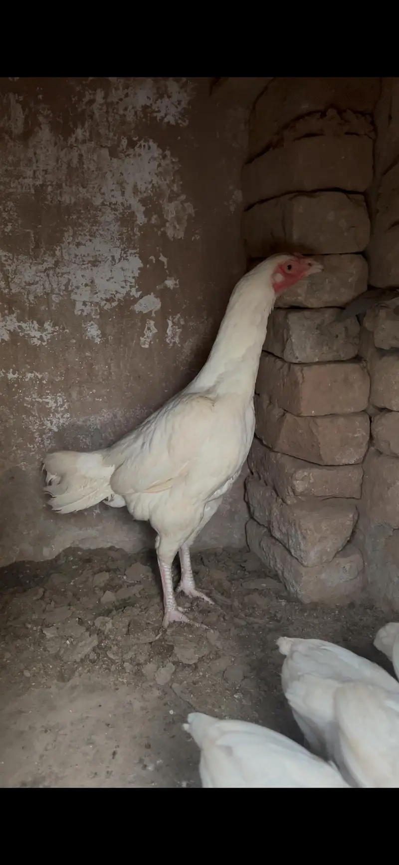 Hera aseel male paper white male 9 month female 2years — photo 2