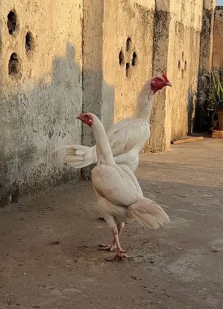 Hera aseel male paper white male 9 month female 2years — photo 3