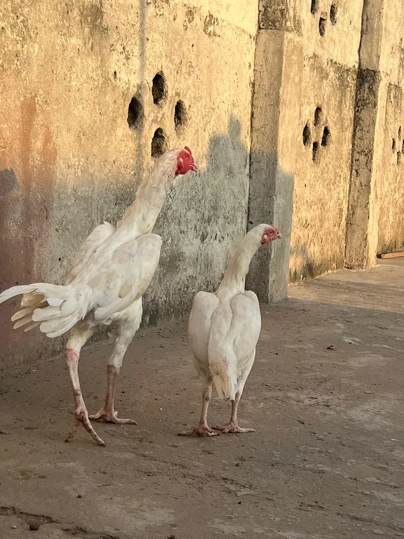Hera aseel male paper white male 9 month female 2years — photo 4