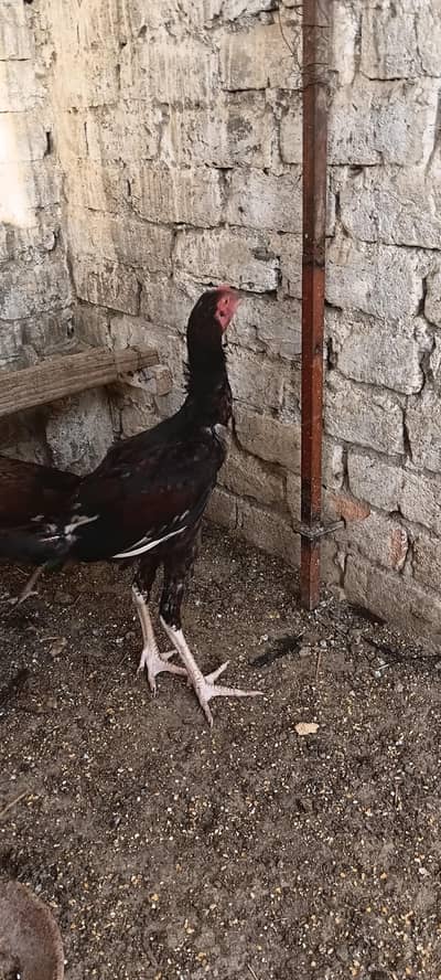 Aseel Murga for Sale