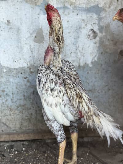 Aseel  coco shamo healthy active breeder pair for sale