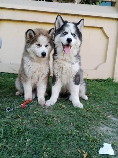 Siberian husky puppies