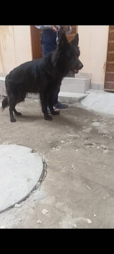 long coat black German Shepherd female for sale